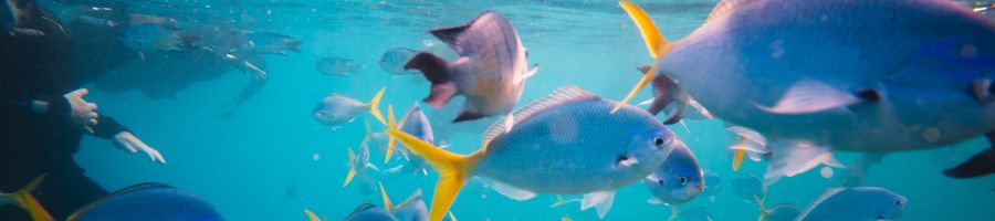 snorkelling, whitsundays