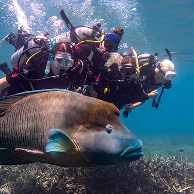 Group of divers swimming by a Maori Wrasse