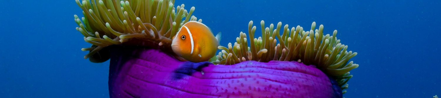 Tusa Reef Tours Purple Anemone