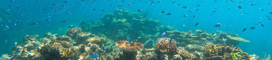 corals and fish on the great barrier reef