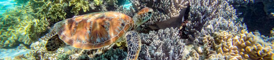 sea turtle swimming near colourful corals