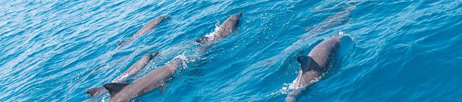 dolphins swimming in the ocean around australia