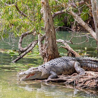 saltwater crocodile in the daintree river near cairns