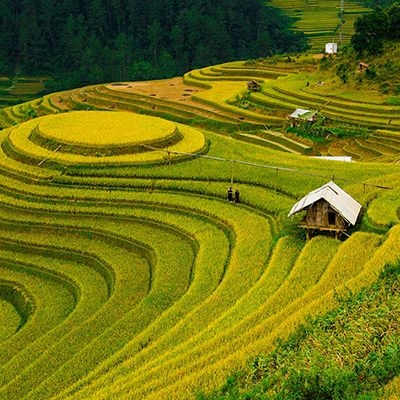 Rice paddies in Vietnam