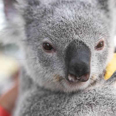 A close up of a koala