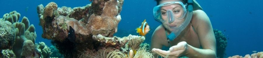 ReefQuest Great Barrier Reef Snorkel Tour