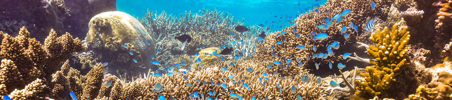 Corals and fish in the Great Barrier Reef