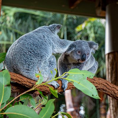 Two koalas on a branch with gums