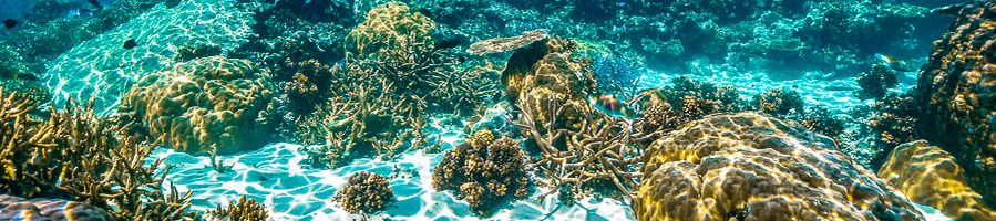 Great Barrier Reef floor