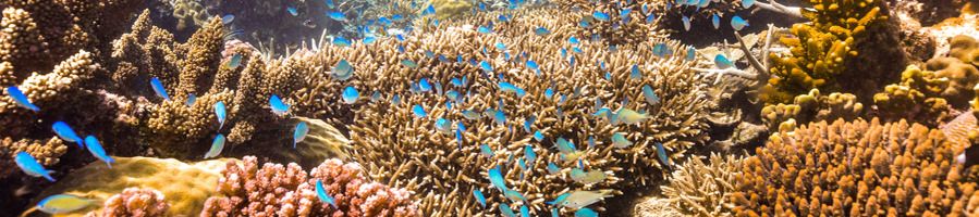 Great Barrier Reef fish and coral