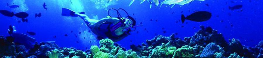 A scuba diver swimming through the Great Barrier Reef