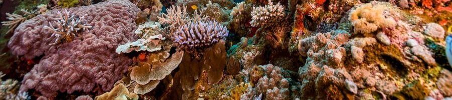 Pixie Pinnicle Reef in the Great Barrier Reef