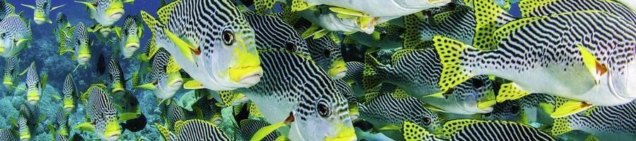 Sweet Lip fish in the Great Barrier Reef