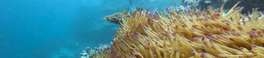 Soft corals in the Great Barrier Reef