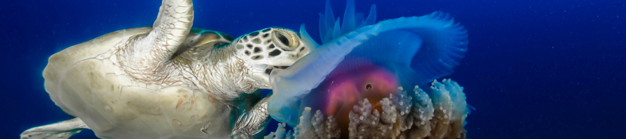 sea turtle eating a jellyfish Mike Ball