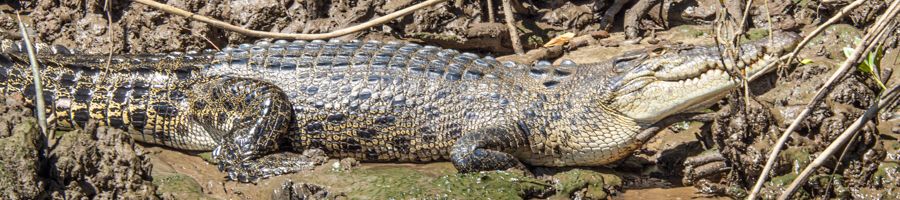 Crocodile laying in the mud