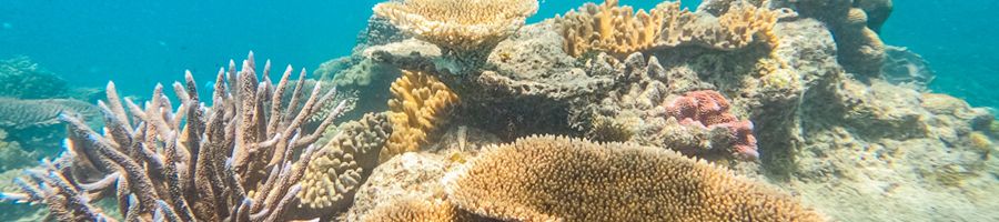 underwater corals on the great barrier reef