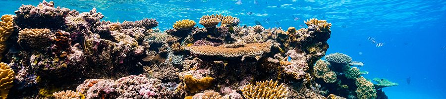 great barrier reef corals underwater near cairns