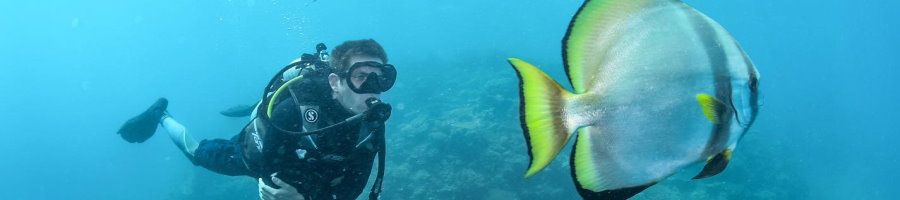 Scuba diver looking at a reef fish on the Great Barrier Reef