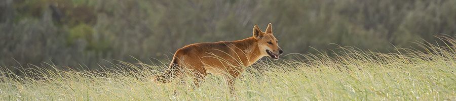 A dingo walking through shrub land