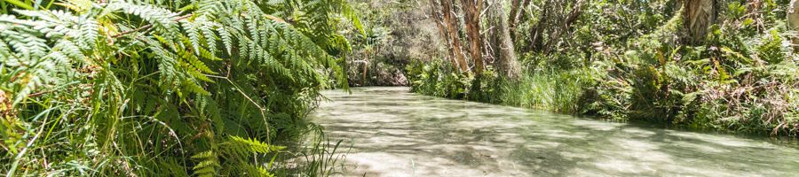 eli creek, fraser island