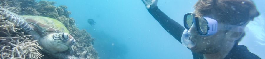 Snorkelling with Turtles Whitsundays