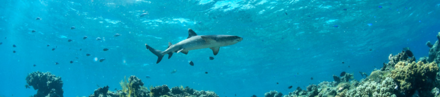 Down Under Dive Reef Shark