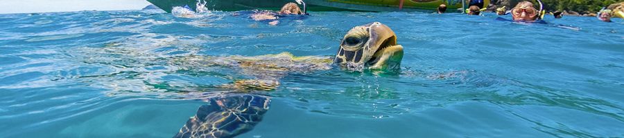 Sea turtle breaking the surface with snorkellers in the background