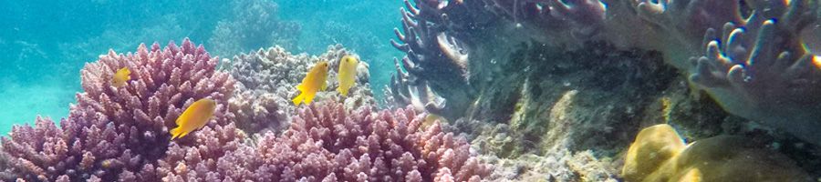 Pink, purple and yellow corals with yellow fish swimming through the water