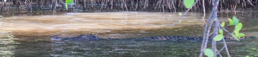 Daintree River crocodile swimming along mangroves