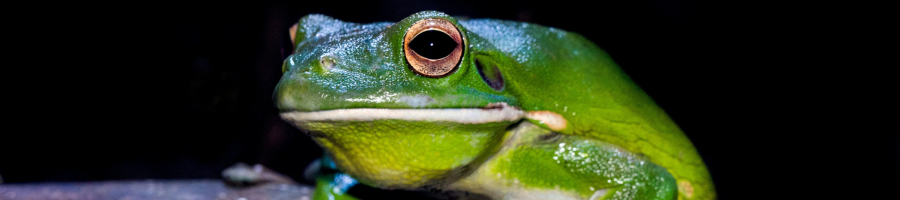 Green tree frog at night