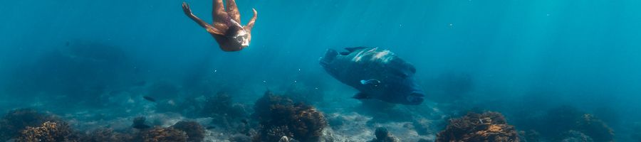 girl snorkelling with large fish on great barrier reef