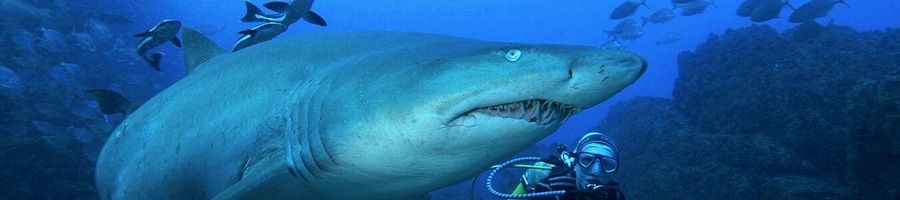 A grey nurse shark and a scuba diver at Wolf Rock