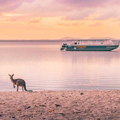 Noosa Everglades Landscape with boat and kangaroo