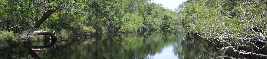 noosa everglades