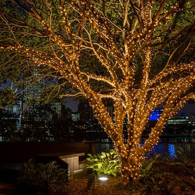 fairy light tree in Brisbane by the city and river