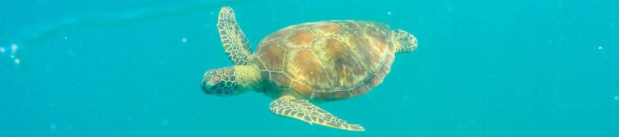 sea turtle swimming through the ocean in australia