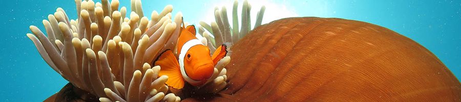 clownfish in an anemone on the great barrier reef