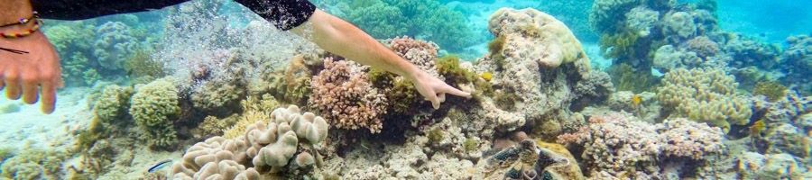 Snorkeler points at giant clam 