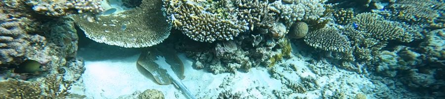 ray swimming under corals at saxon reef cairns