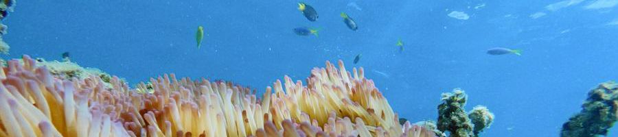 Great Barrier Reef coral underwater shot