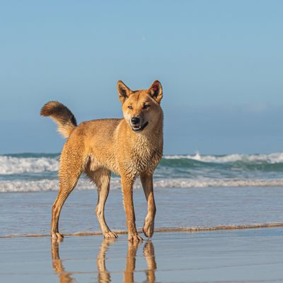 dingo walking on the beach on k'gari