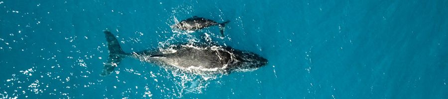 mother and baby whale swimming in blue waters