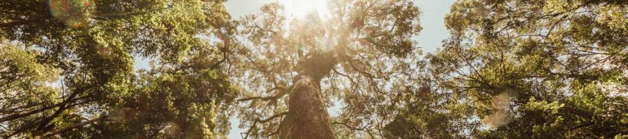 treetops of K'gari Rainforest in the sunlight