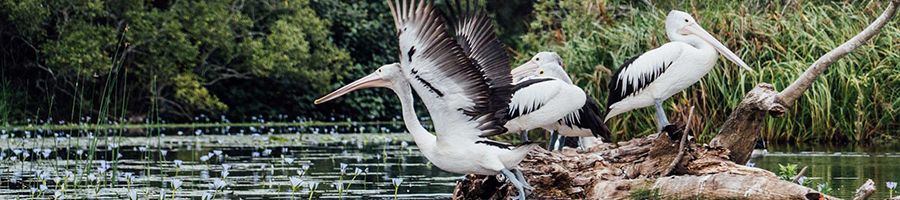 Pelicans at the Noosa Everglades 