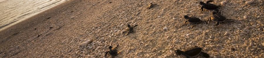 baby sea turtles on the sand heading for the ocean