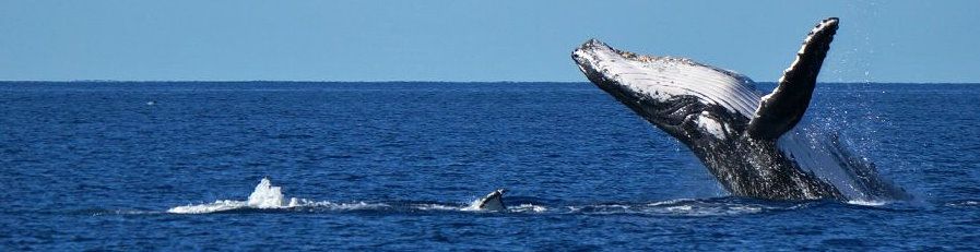 whale breaching in the whitsundays waters