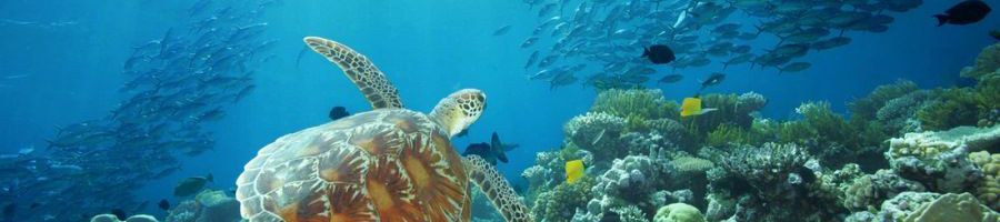 Green Sea Turtle, Great Barrier Reef Snorkel