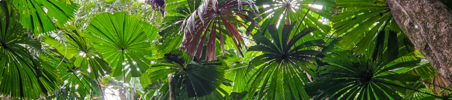 canopy of fan palm trees in the Daintree Rainforest