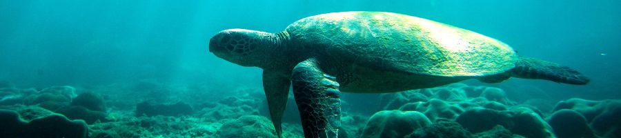 Green Sea Turtle, Kiana Diving